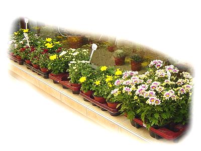 Pflanzen für den Außenbereich: Beet, Pflanzschale, Balkonkasten, ...