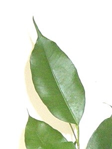 Topfpflanzen: Birkenfeige (lat. "Ficus Benjamina") - Das Blatt