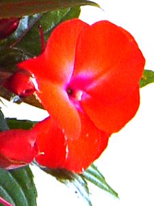 Topfpflanzen: Fleißiges Lieschen (lat. Impatiens Walleriana) - Die Blüte