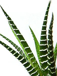 Topfpflanzen: Gebänderte Haworthie "lat. Haworthia Fasciata" - Das Blatt