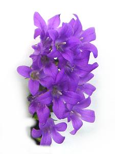 Topfpflanzen: Glockenblume (lat. Campanula) - Die Blüte