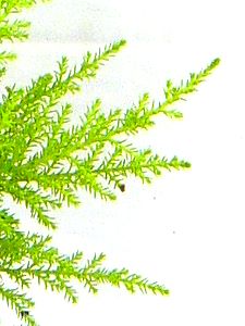 Topfpflanzen: Goldzypresse "lat. Cupressus Macrocarpa" - Das Blatt