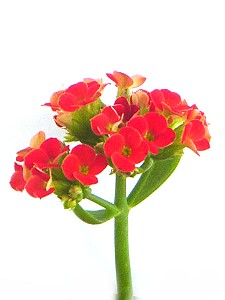 Topfpflanzen: Flammendes Käthchen (lat. Kalanchoe) - Die Blüte
