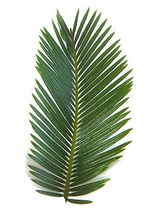 Topfpflanzen: Palmfarn "lat. Cycas Revoluta" - Das Blatt