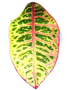 Topfpflanzen: Croton oder Wunderstrauch "lat. Codiaeum variegatum var. pictum" - Das Blatt