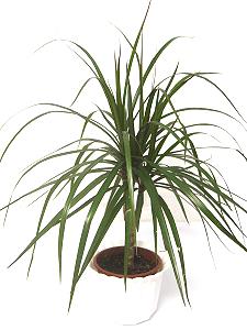 Topfpflanzen: Drachenbaum (lat. Dracaena)