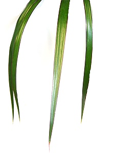 Topfpflanzen: Drachenbaum "lat. Dracaena" - Das Blatt