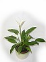 Topfpflanzen: Einblatt (lat. Spathiphyllum)
