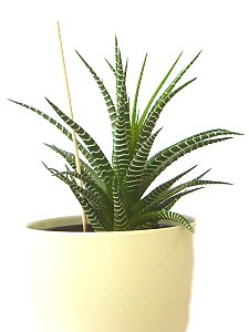 Topfpflanzen: Gebänderte Haworthie (lat. Haworthia Fasciata)