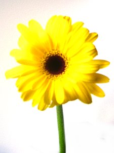 Topfpflanzen: Gerbera - Die Blüte