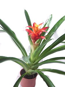 Topfpflanzen: Guzmanie (lat. Guzmania lingulata)