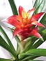 Topfpflanzen: Guzmanie (lat. Guzmania lingulata) - Die Blüte