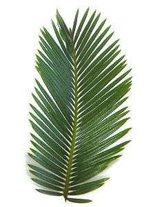 Topfpflanzen: Palmfarn "lat. Cycas Revoluta" - Das Blatt