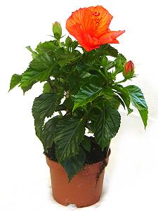 Topfpflanzen: Chinesischer Roseneibisch (lat. Hibiscus rosa-sinensis)