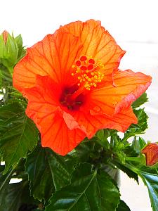 Topfpflanzen: Chinesischer Roseneibisch (lat. Hibiscus rosa-sinensis) - Die Blüte