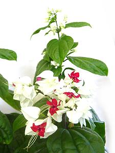 Topfpflanzen: Los- oder Schicksalsblume (lat. Clerodendrum) - Die Blüte