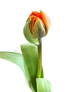 Schnittblumen, bei uns täglich frisch: Hier eine Tulpe, genauer: eine Princess Irene