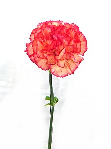 Schnittblumen, bei uns täglich frisch: Hier eine Edelnelke