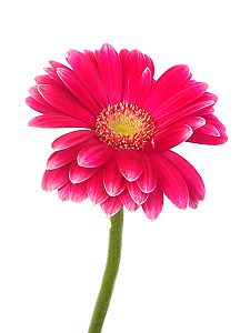 Schnittblumen, bei uns täglich frisch: Hier eine Germini (Mini-Gerbera)